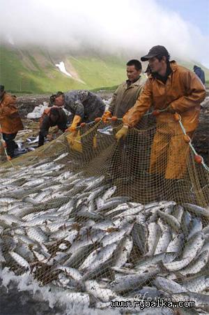 Катастрофическую деградацию рыбных запасов можно остановить Фото №2