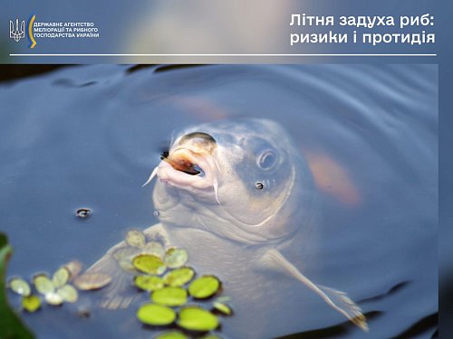 Літня задуха риб: ризики і протидія Фото №4