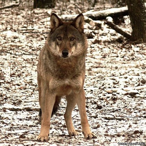 Охота на волка 18.02.2012г. Фото №5