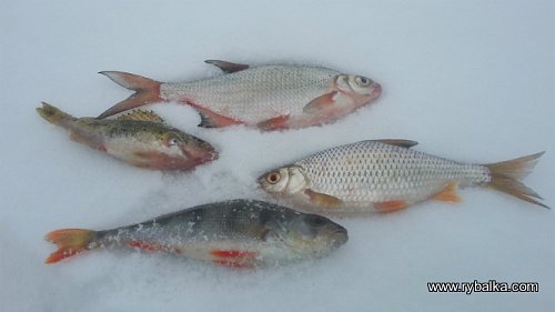 Видеоотчет о ночной зимней рыбалке на водохранилище, часть 2 Фото №6