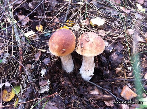 Долгожданные грибы Фото №4