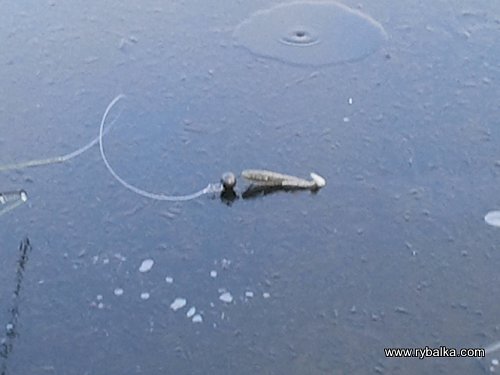 Ловим судака во льдах Фото №3