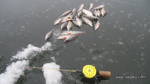 Первая и не последняя зимняя рыбалка в 2011г Фото №1