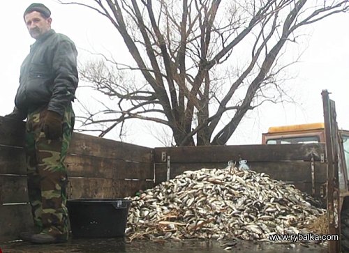 В одному з озер Борисполя отруїли рибу. Чи що це може бути? Фото №4