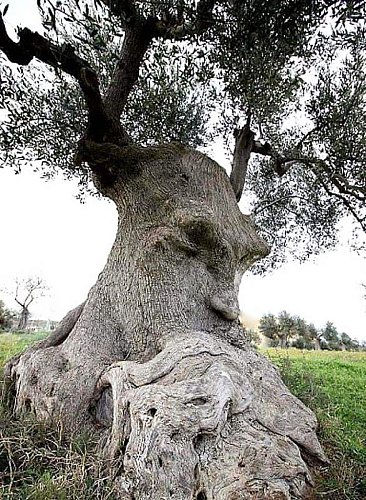 Дерево-мудрец Фото №2