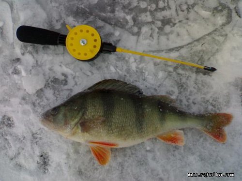 Новости ледовой рыбалки Фото №5