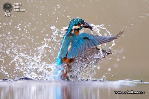 Kingfisher Фото №1