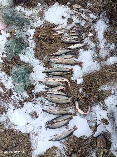 Браконьєр з Куликівщини завдав збитків рибному господарству на понад 82 тис.грн збитків Фото №3