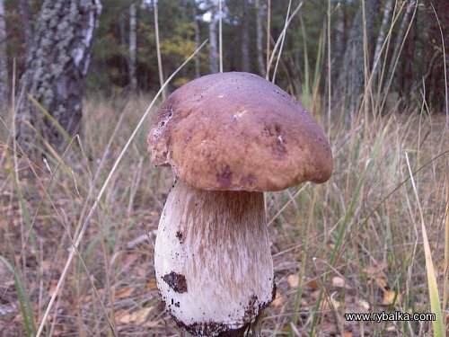Сходим по грибочки, или за грибами???? Фото №1