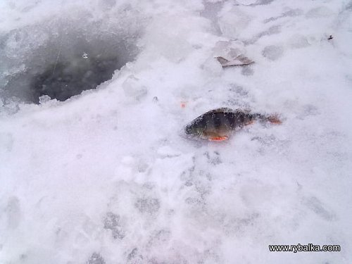 Зимняя рыбалка на Северском Донце Фото №1