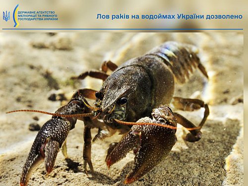 Лов раків на водоймах України дозволено Фото №3