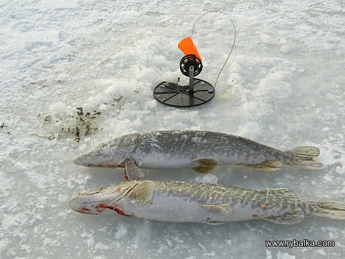 Мороз рыбалке не помеха или долгожданная зима 2012! Фото №2