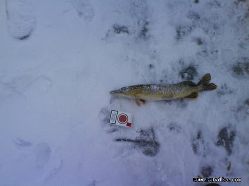 Моя первая зимняя рыбалка. Фото №4